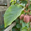 x1 Actinidia arguta 'Ken's Red' P15 H60 Produktbild-Vorschau 4