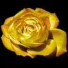 100 pièces Golden Rose graines de fleurs de croissance Voir les images du produit 2