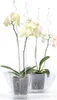 Tuteur COUBI ISTC01, 60 cm, transparent, de support, pour Voir les images du produit 2