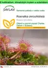 SAFLAX Garden to go - Rosnatka okrouhlolistá - Drosera Náhled obrázku produktu 1