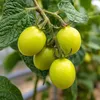 A close-up view of several unripe green tomatoes growing on a vine. Podgląd zdjęcia produktu