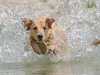 CALVENDO Puzzle Gelber Labrador Action am Wasser | 1000 Produktbild-Vorschau 1