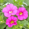 Zauberglöckchen - Minihängepetunie - Calibrachoa - 12cm Produktbild-Vorschau 3