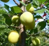 Aprimira, Busch Aprikosenmirabelle, Pflaume ca. 100-120 cm, Produktbild-Vorschau 2