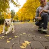 Ruffwear Flagline Geschirr Lichen Green M Produktbild-Vorschau 15