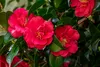 Sada 3 kamélií - Camellia japonica 'Kramer's Supreme', Náhľad obrázku produktu 3