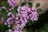 Syringa meyeri 'Red Pixie', Zwergflieder, rot, 80 cm Stamm Produktbild-Vorschau 1