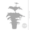 Bloomique - Araucaria Heterophylla - Sosna doniczkowa - Podgląd zdjęcia produktu 4
