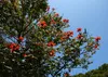 SAFLAX  - Tulipier du Gabon - 30 graines - Spathodea Voir les images du produit 7