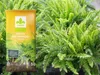 Erde für Farne - 5l - Locker - Nährstoffreich - Optimal für Produktbild-Vorschau 6