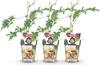 GreenboutiQ - Obstpflanzen - Immergrüne Brombeere - Rubus Produktbild-Vorschau 1