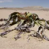 Welwitschia (Welwitschia mirabilis)  - 2 Samen Produktbild-Vorschau 1