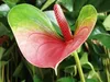 Bloomique - Anthurium - Flamant rose - Rose - Plante Voir les images du produit 4