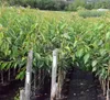 A nursery with many young trees in pots, arranged in rows. Produktbild-Vorschau