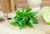 Zitronenverbene, im Topf - Aloysia triphylla Produktbild-Vorschau 7