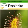 SAFLAX - Rosiczka - 200 Nasiona - Z podłożem uprawowym Podgląd zdjęcia produktu 11