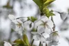 Prunus serrulata 'Amanogawa', Japanische Säulenkirsche, Produktbild-Vorschau 3