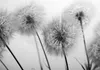 Selbstklebende Folie Fototapete - Time for Dandelions - Produktbild-Vorschau 5
