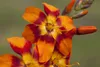 Crocosmia x crocosmiifl. 'Emily McKenzie', Montbretie, Produktbild-Vorschau 2