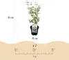 GreenboutiQ - Balkonpflanze - Japanischer Ahorn - Acer Produktbild-Vorschau 3