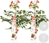 Bloomique - Zestaw 2 szt. - Campsis Radicans Flamengo - Podgląd zdjęcia produktu 2