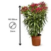 Laurier rose - nerium oleander - ↕ 110-120 cm - ⌀ 24 cm - Voir les images du produit 3