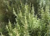 SAFLAX Garden to go - Skutečný rozmarýn - Rosmarinus Náhled obrázku produktu 5