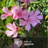 Laurier rose - nerium oleander - ↕ 110-120 cm - ⌀ 24 cm - Voir les images du produit 2