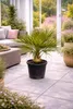 Geleepalme Butia capitata winterhart 80–100 cm Kübelpflanze Produktbild-Vorschau 3