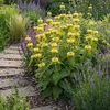 3er-Set Phlomis russeliana Staude, Gelb, winterhart, Höhe Produktbild-Vorschau 5