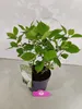 Hydrangea arborescens 'Annabelle', ortensia, 3 litri Topf Anteprima dell’immagine prodotto 4