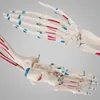 A detailed anatomical model of a human hand and foot, showing bones and ligaments. Produktbild-Vorschau
