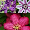 A collage of three different clematis flowers in various colors: purple, pink/white, and red. Produktbild-Vorschau