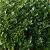 Bloomique - Lot de 2 - Ilex Crenata Jenny - Houx japonais - Voir les images du produit 3