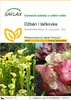 SAFLAX - džbán / láčkovka - Sarracenia flava / S. purpurea Náhled obrázku produktu 1