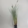 Erba Fontana Red Head 1L Anteprima dell’immagine prodotto 6