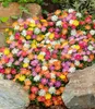 BALDUR Garten 5er Winterharte Eisblumen Wheels of Wonder® Produktbild-Vorschau 1