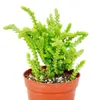 Sukkulente – Crassula lycopodioides – Mäuseschwanz – im Produktbild-Vorschau 2