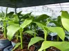 Bananenstaude 4 Stück Musa Basjoo 60 - 80 cm winterhart Produktbild-Vorschau 8