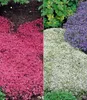 A split image showing two different types of ground cover plants, one pink and one white, with green foliage in the background. Produktbild-Vorschau