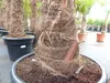 2 Stück Trachycarpus fortunei, 70 - 100 cm Stamm, 210 - 250 Produktbild-Vorschau 2