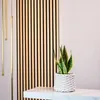 Bogenhanf - Sansevieria trifasciata Superba - Höhe ca. 30 Produktbild-Vorschau 2