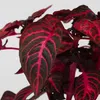 Blutblatt - Iresine herbstii - Höhe 20-30cm - ⌀13cm Produktbild-Vorschau 3