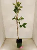Diospyros kaki 'Fau Fau', Sharonfrucht, 2 Liter Topf, 90cm Produktbild-Vorschau 2