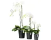 Ecopots Morinda Orchid 17 Blumentopf - L 17,1 cm x H 19,5 Produktbild-Vorschau 8