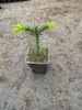 Chilijska choinka ozdobna 20–25 cm | Araucaria araucana | Podgląd zdjęcia produktu 2