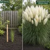Stauden Gänge 5 x Cortaderia selloana 'White' im 1 Liter Produktbild-Vorschau 4
