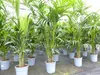 Kentia Premium Palme 160 - 180 cm | bis 10 Pflanzen im Topf Produktbild-Vorschau 10