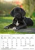Korsch Kalender 2027: Hunde – Mit wechselnden Tiermotiven Produktbild-Vorschau 8