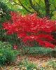 Acer palmatum 'Bloodgood', Japanischer Ahorn, tiefrot, Produktbild-Vorschau 12